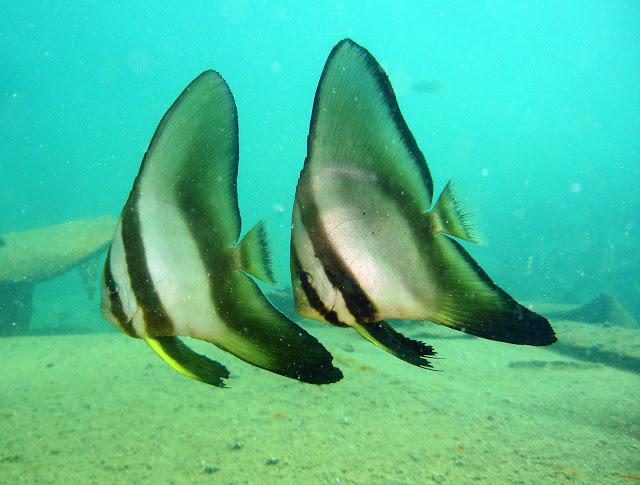 Longfin batfish - Platax teira